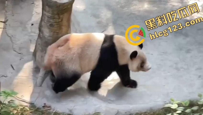 重庆动物园熊猫发狂，饲养员被推倒现场尖叫不断！-5