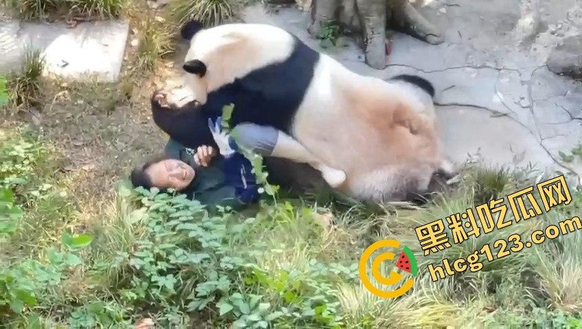 重庆动物园熊猫发狂，饲养员被推倒现场尖叫不断！-8