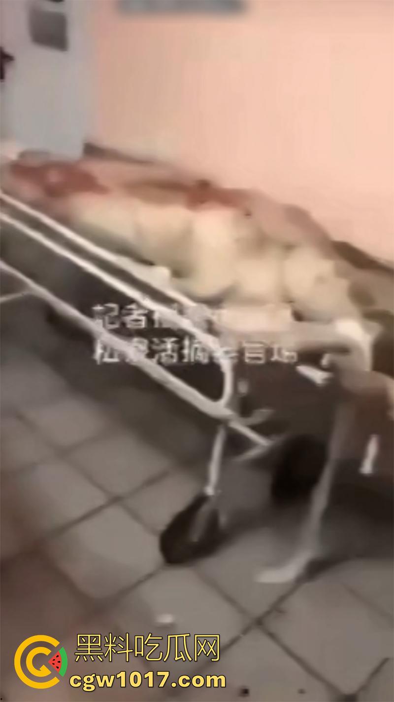 柬埔寨器官交易场实拍，猪仔狗推的最终贩卖地，难怪这里每个人都值钱，只要血型匹配有买主，立刻就会被拉走！-3