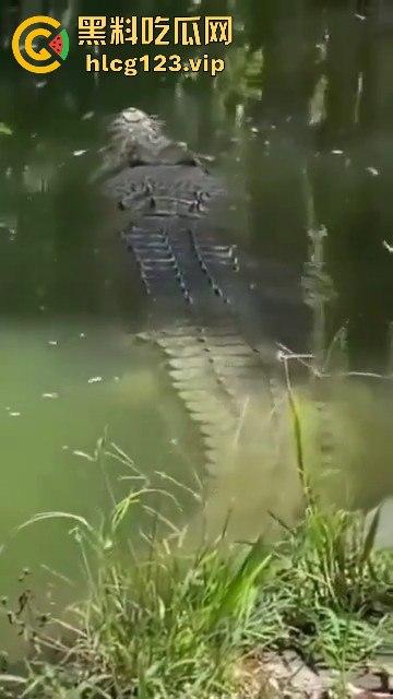 鳄鱼杀人开宴!小镇女孩惨遭下肚,砂捞越首次鳄鱼吃人,残骸成谜!-3