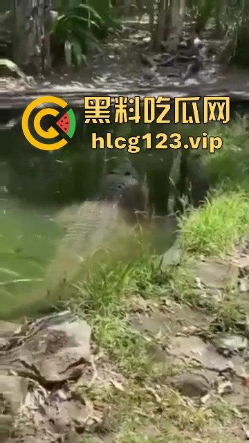 鳄鱼杀人开宴!小镇女孩惨遭下肚,砂捞越首次鳄鱼吃人,残骸成谜!-5